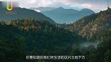 三峡出土一块石头，上面的图案很古怪，专家申请禁止出境展览