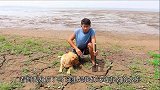 水库涝水了，金毛在河床的裂缝里发现个洞，小伙竟从里掏出俩乌龟