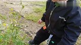 蒲公英，锻炼人类幼崽肺活量的利器！