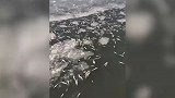 大连海港大量梭鱼死亡，官方回应