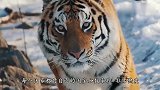 中国国宝是熊猫，那国鸟是什么呢大多数国人都不清楚