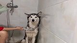 二哈洗澡不配合，老婆新想了个点子，不配合试试看！