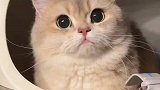 当我给我家小公猫借了个对象