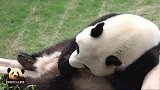 熊猫园欣帅气亮相：当个无忧无虑的吃货胖哒有什么不好的？