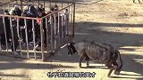 这样的斗牛比赛，你敢参加吗