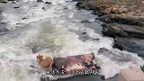 野牛被困淤泥中无法动弹，狮子开心享用，不料下一秒却惨死当场！