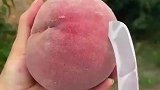 现在的桃子还能吃吗，桃核还没长全却已经成熟了
