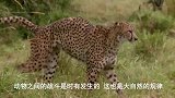 豹子狩猎小羚羊，羚羊没有战斗经验，慌乱逃跑导致被豹子抓捕！
