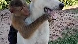 猴哥是不是太嚣张了，居然这样对哮天犬