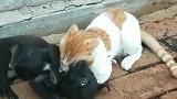 猫：让你别惹我，你不信，怎么样被我锁喉了吧！