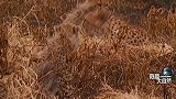 猎豹妈妈把猎物弄丢了，小猎豹还饿着肚子呢