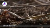 蚂蚁是怎么入侵蜂巢的？空中搭建桥梁，操作让人开眼界了！