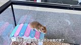 主人抓拍到小仓鼠无聊打洞，还差点被挤成肉饼，好搞笑
