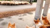 德牧：不行，走这边会吼我，寡不敌众不懂吗
