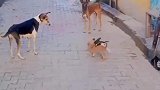 俩仔打架，大人做示范