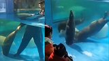 海豹被海洋馆下水口吸住死亡 回应：它自己扒开的防护板