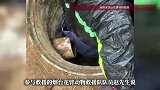 烟台一只狗被困井下约3年后获救，救援人员：期间一直有人投喂，设了机关才被救