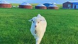 美丽的草原我的家，老阿妈家养的小羊羔活泼可爱，让我想起了自己