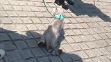 猫：见了我还不绕道，信不信我挠你！