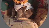 小借口一套一套的！猫 喵星人 家有萌宠