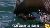 螳螂捕蝉黄雀在后，海狗残忍捕杀企鹅等，转过来却被鲨鱼咬死