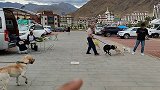 拉萨汽车营地真热闹，拉K欺负另一只拉布拉多媳妇，差点被揍