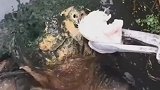 清道夫连鳄龟都咬不动，差点没把龟喙给磕下来，怪不得四处泛滥了