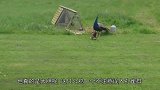 公鸡误入孔雀群，惨遭孔雀家族群殴，镜头记录全过程