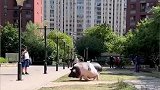 辽宁营口：宠物小香猪养成大肥猪，帮主人驮菜回家