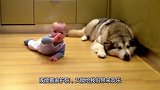小主人为狗狗表演节目，小主人简直嗨得停不下来，场面十分滑稽