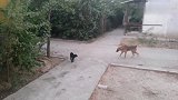 流浪狗遇到流浪猫，狗觉得自己打不过就跑了
