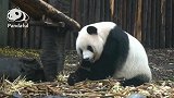 熊猫社区｜吃东西熊猫可以循环一整天
