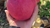 这苹果看着就想咬一口