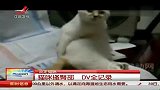 搞笑猫咪“屁屁痒” 不停挠臀部