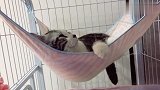 吊床质量好不好，用肥猫检查一下就知道