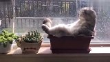 我说猫咪呀，你为了晒个太阳，把我刚插的绿萝都给坐死了！