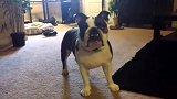 斗牛犬放屁被主人笑，为了掩饰尴尬假装嘴巴在动