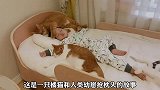 捡回来的小橘猫喜欢和人类幼崽抢枕头，抢着抢着就长大了