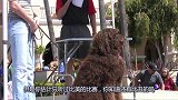 主人带狗参加丑狗比赛，一出场丑到不像话，忍住别笑