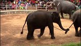 这四头大象简直成精了，会集体转圈，后面的技能你绝对想不到！