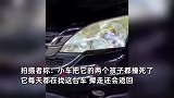 流浪狗每天不停抓咬小车，满是抓痕，拍摄者：车撞死了它的两个孩子，每天四处找这台车