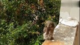 猫头鹰崽崽要离家出走，心碎，该怎么办