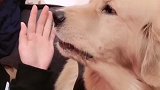 女主人往金毛大壮脸上抹鼻屎，金毛立马发飙了，好搞笑