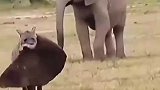此时此刻，这头大象肯定满脑袋的问号！