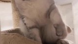 主人把老三接来了，猫咪闻到了别的猫的味道，立马急眼了