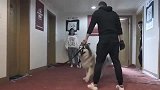 阿拉斯加被主人遗弃，收养者被咬送来训练，训狗师也被咬！