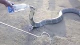 眼镜蛇在干旱时难忍口渴进村寻找水源，好心村民喂它喝水！