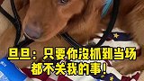 如果你家狗拆家你会怎么办