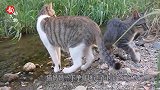 猫妈妈带着小猫咪过小溪，本以为小猫不敢，小猫轻松跃过