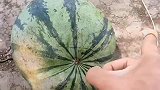 想给大家敲开一个大西瓜，却没料到会有这么尴尬的场景